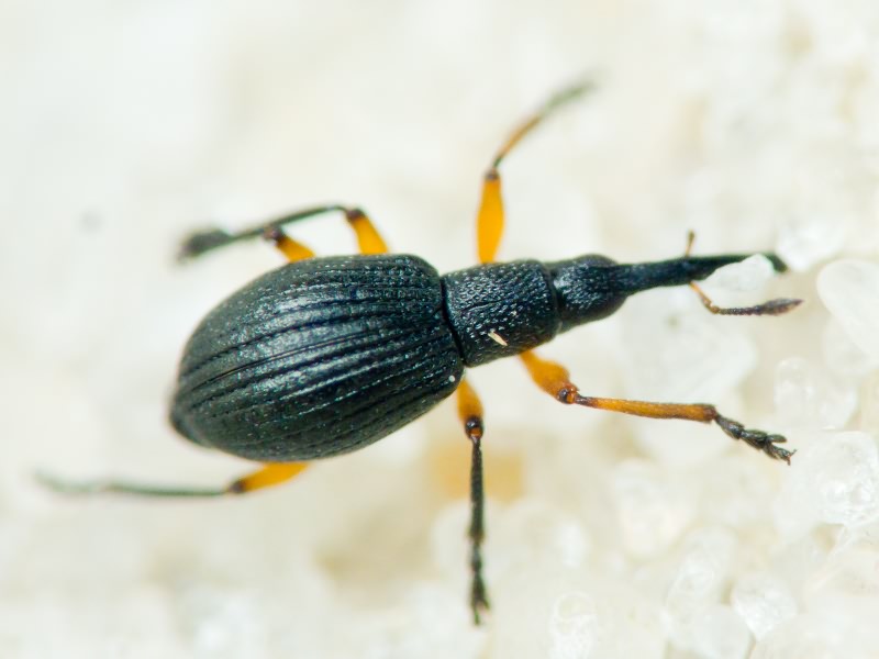 Apionidae Schönherr, 1823